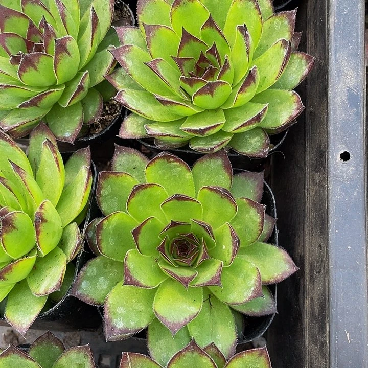 观音莲2.6带盆土发