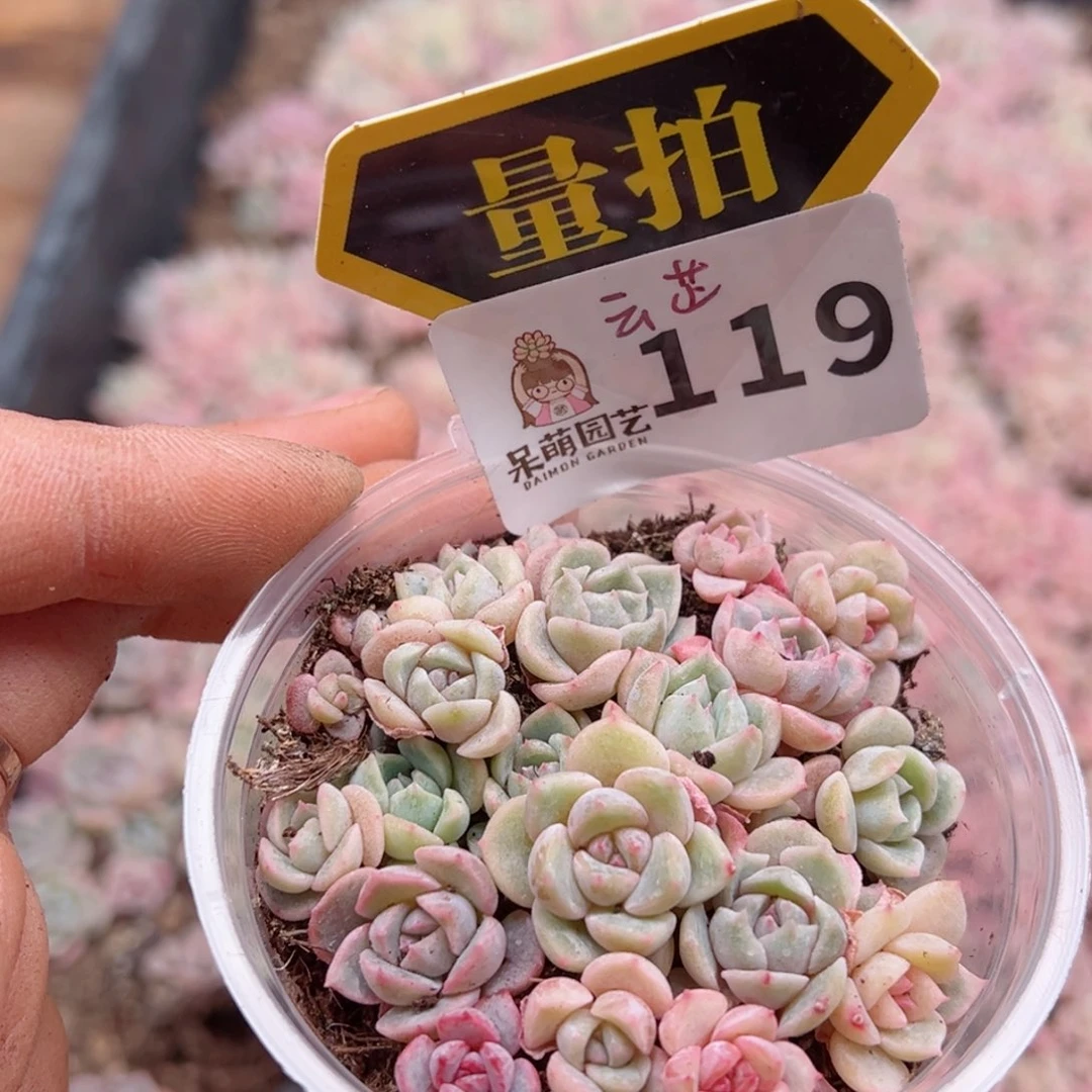 多肉植物多肉植物