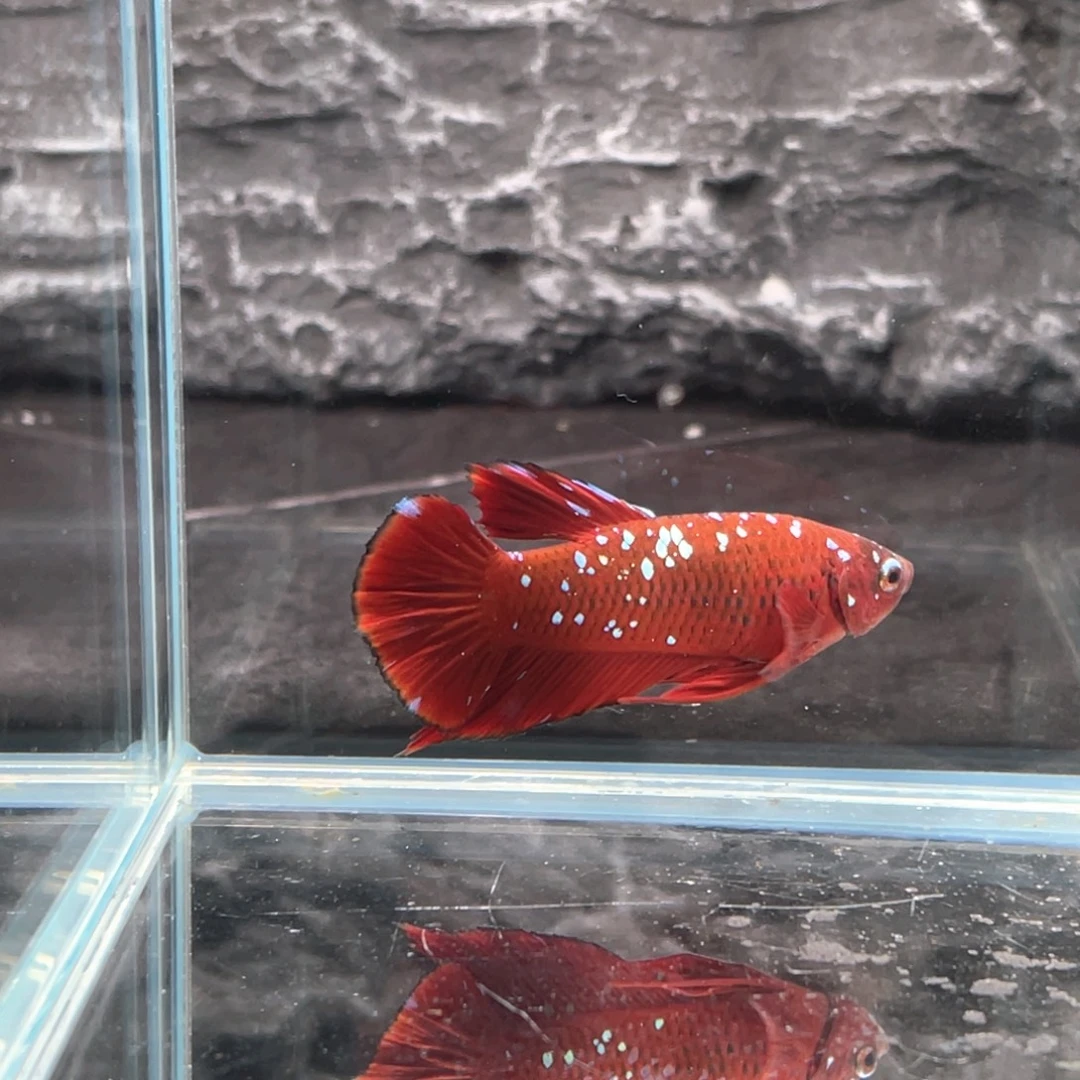 斗鱼红肉彩金将军公