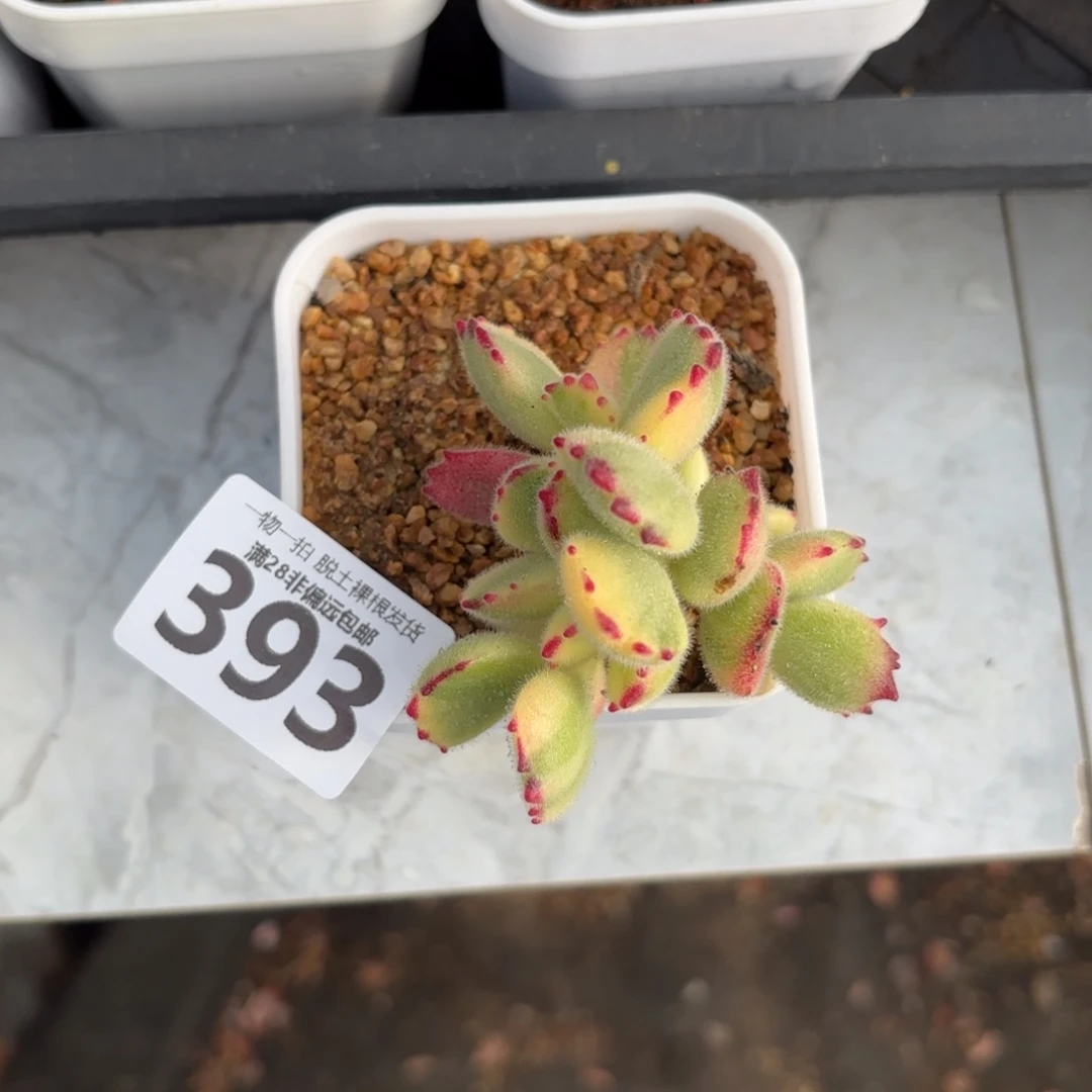 白熊多肉无盆土发货