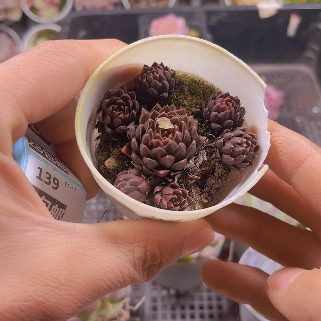 放**王多肉组合一颗9.9