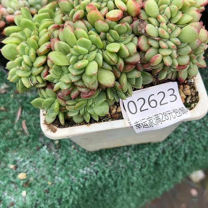 幸运的是你还在我身边