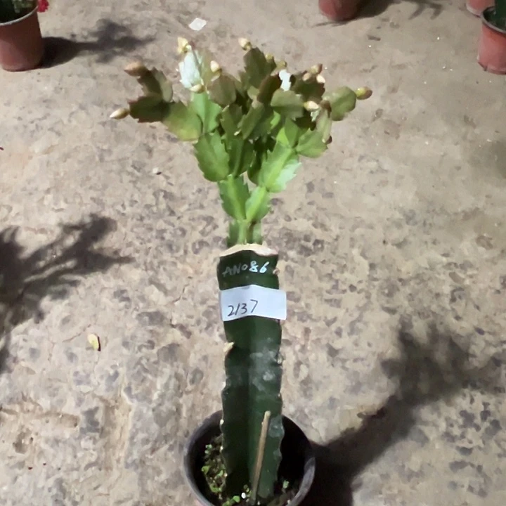 完全开放2137AN086