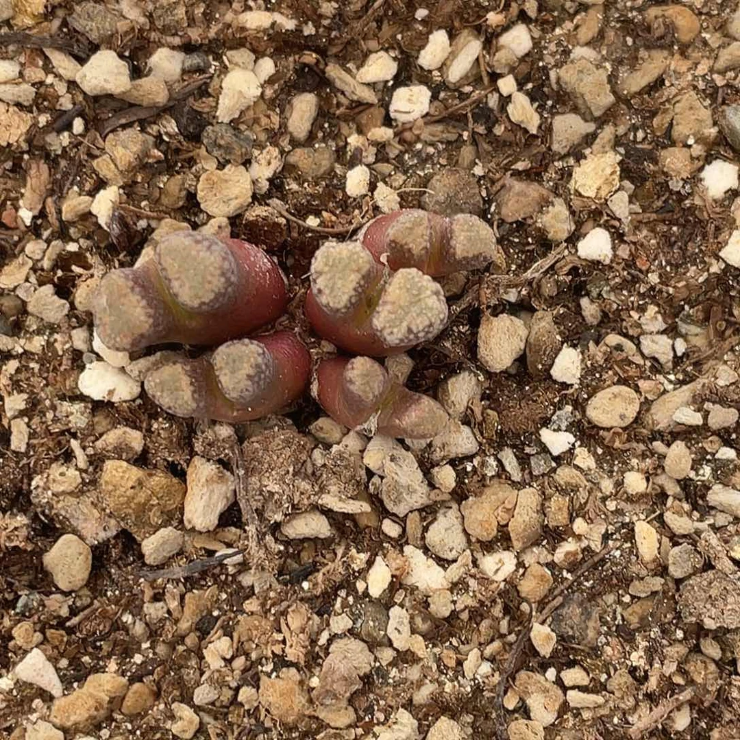 20-71火柴头多肉植物