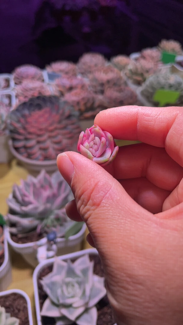 紫水晶侧芽多肉锦盆栽花卉