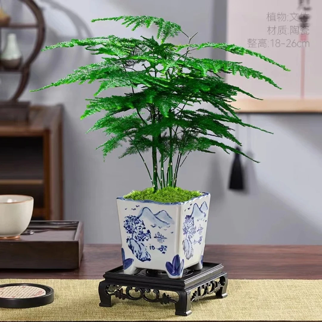 青花精品文竹盆栽植物室内净化空气办公室绿植花卉盆栽盆景小盆栽