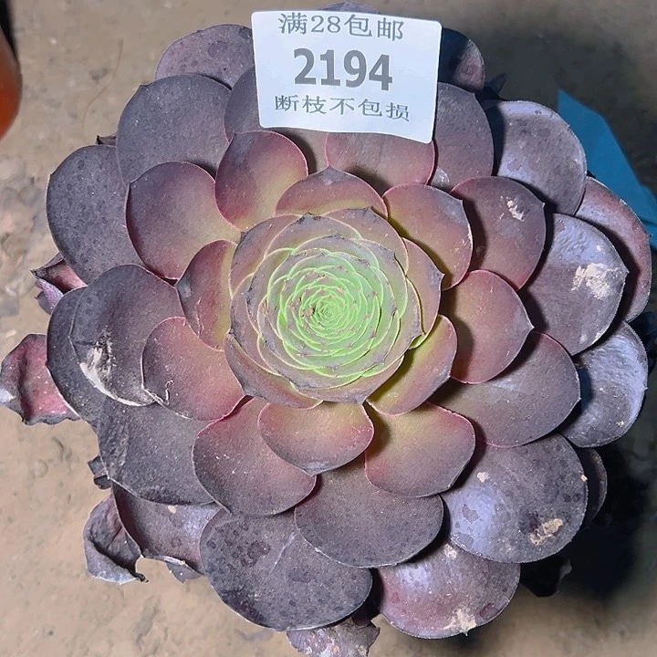 无花朵2194魅金玫瑰多肉植物2号