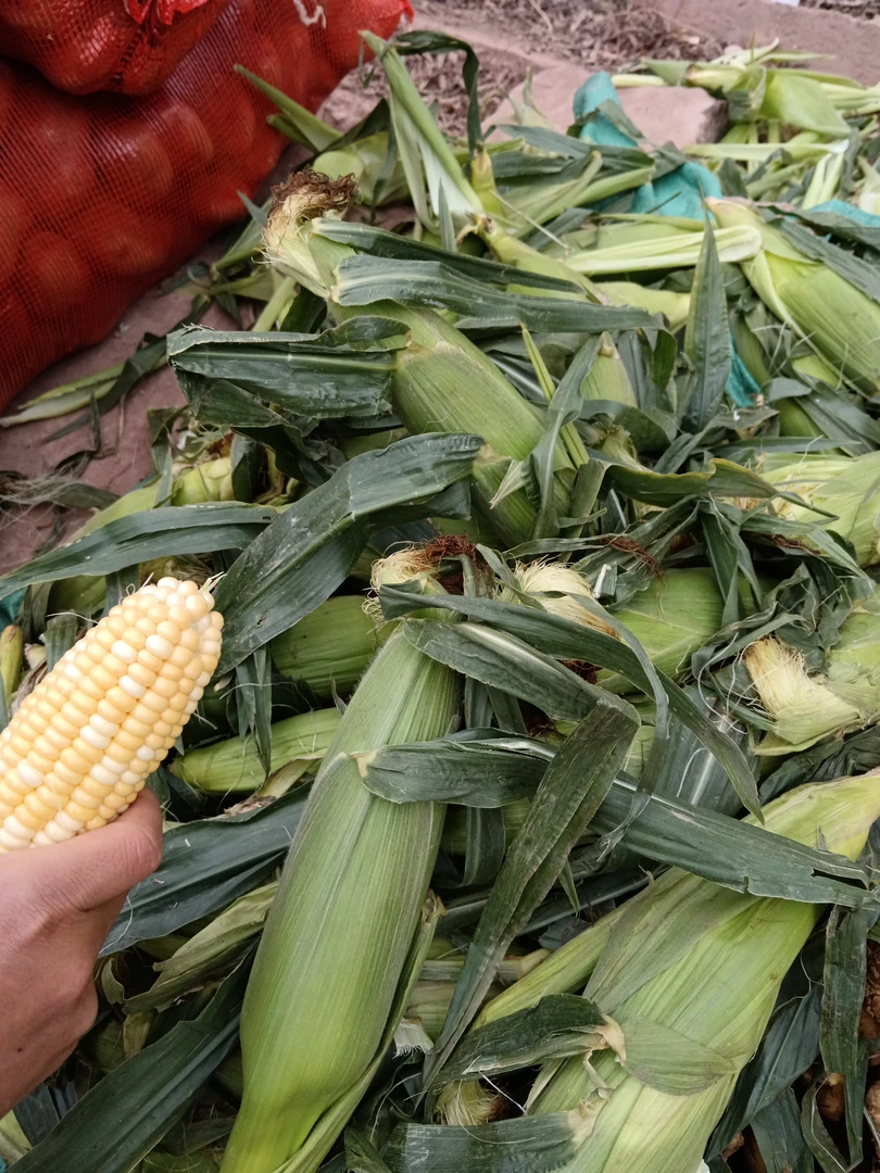 【农家自种】水果玉米