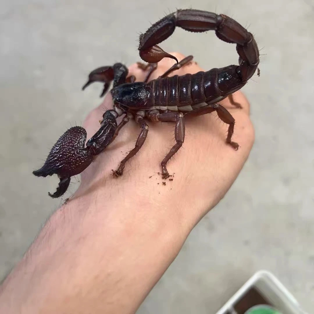 印度红爪雨林蝎斯氏异蝎宠物蝎雨林蝎大体型雨林蝎新手送饲养套餐
