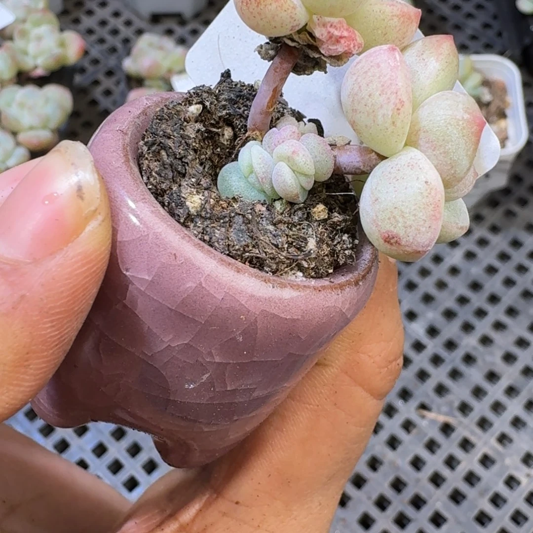 137 号到手1颗江北多肉