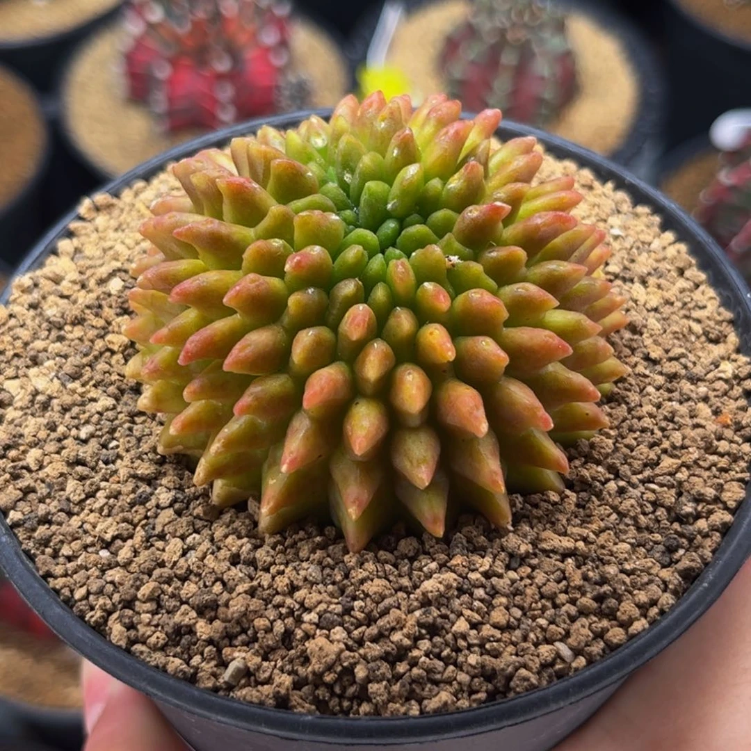 黄金貘 米哈仙人球