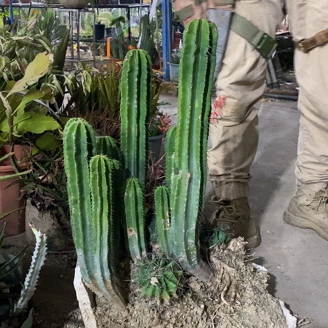 37号拍品。       整盆发货