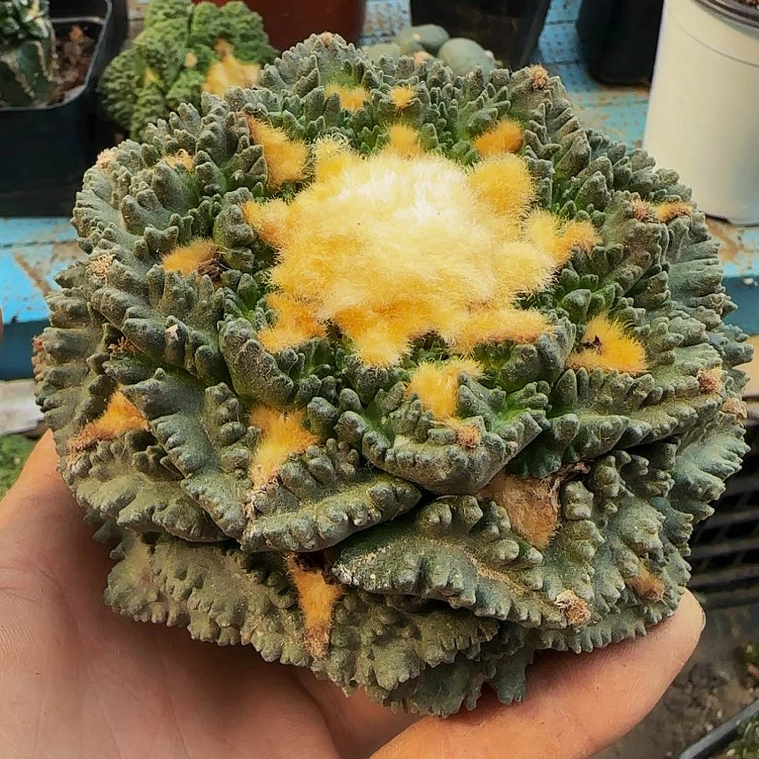 龟甲645仙人球开花