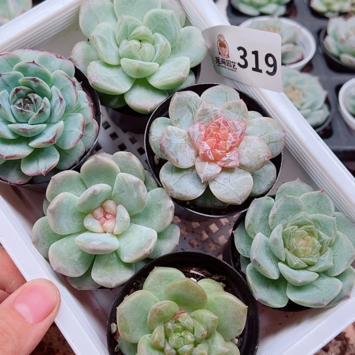 水***，多肉植物多肉植物