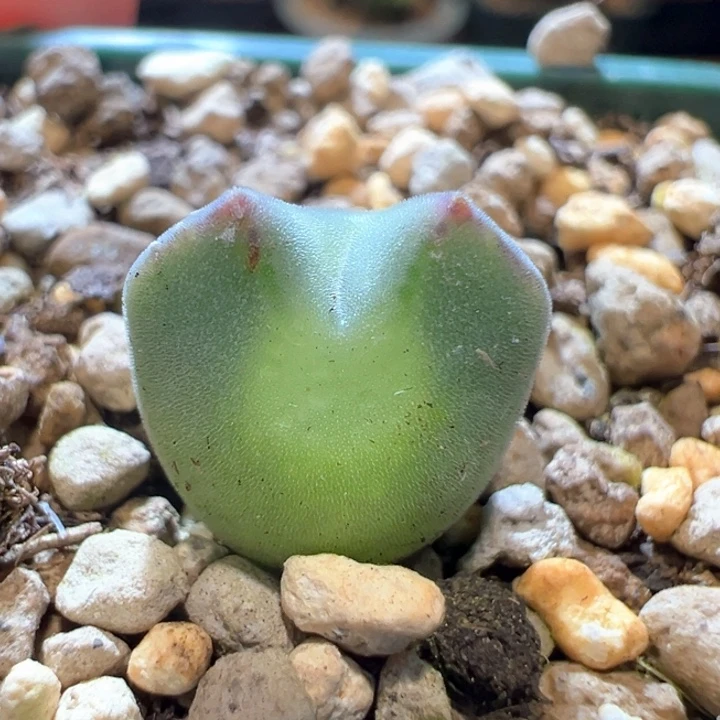 667。青蛙2年大眼睛空蝉  猫猫头。