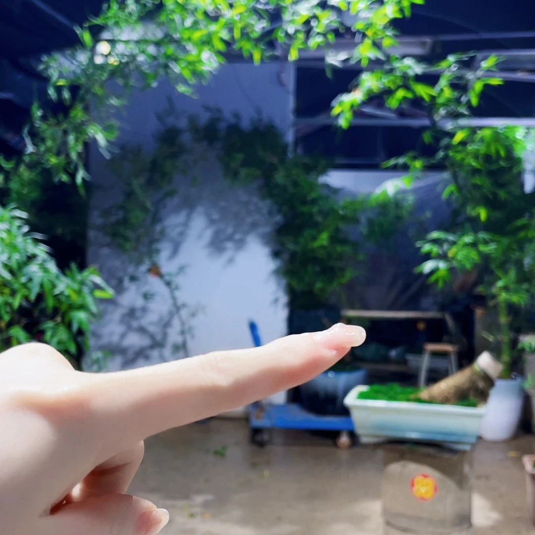 无花朵里*小叶簕竹熟桩陶瓷盆一物一拍