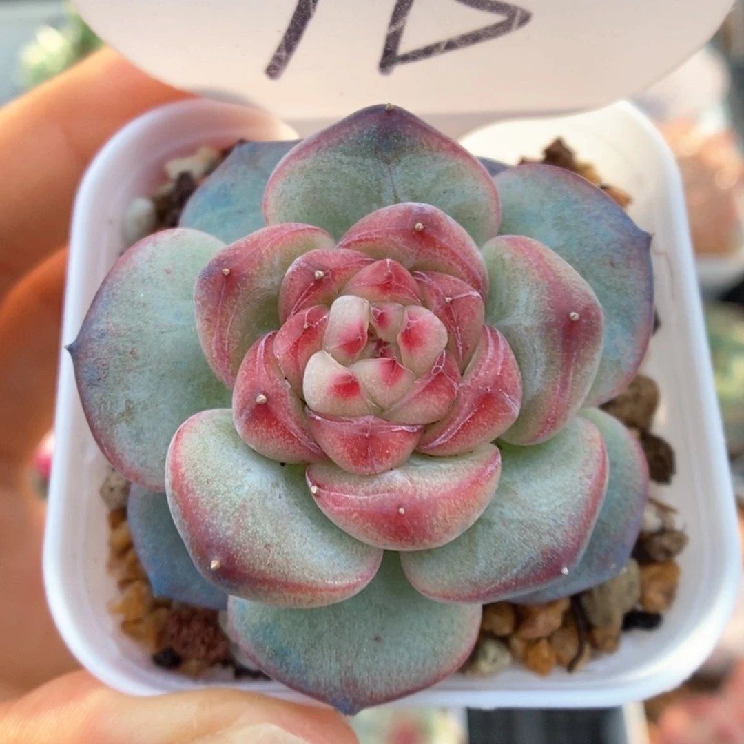 霞光可拍773号。