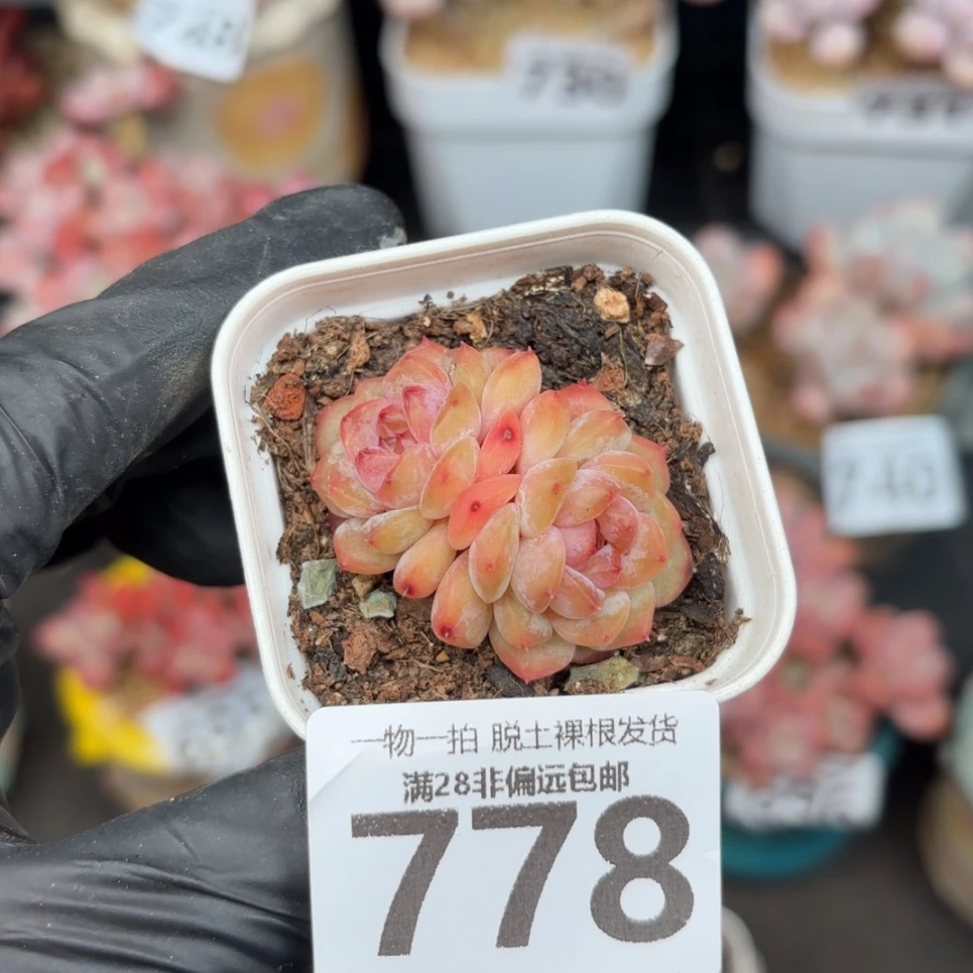 冰魄多肉无盆土发货