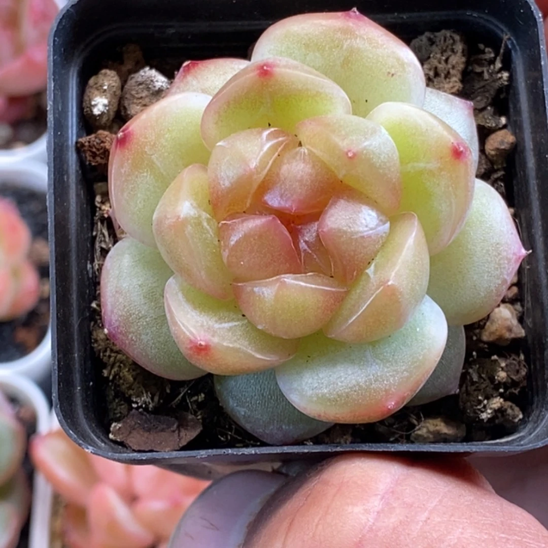 天官赐福百无禁忌