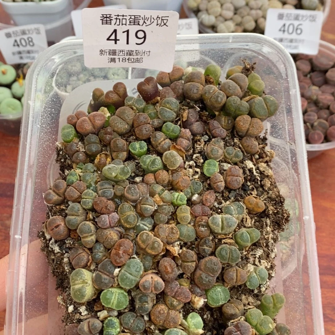 感谢您的光临，00419