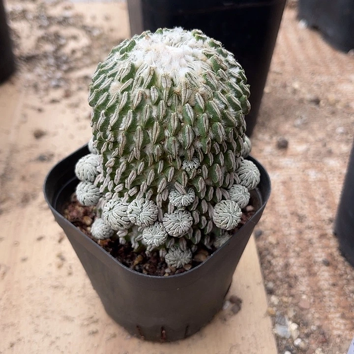 无花朵精巧丸仙人球