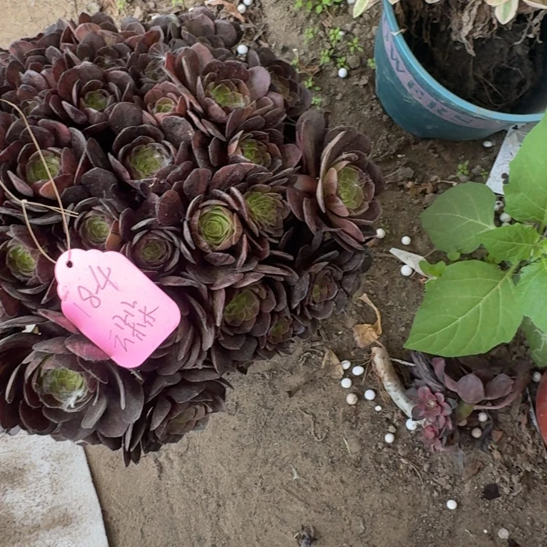 云*朵法师墨染嫩桩发走特价无售后18-4