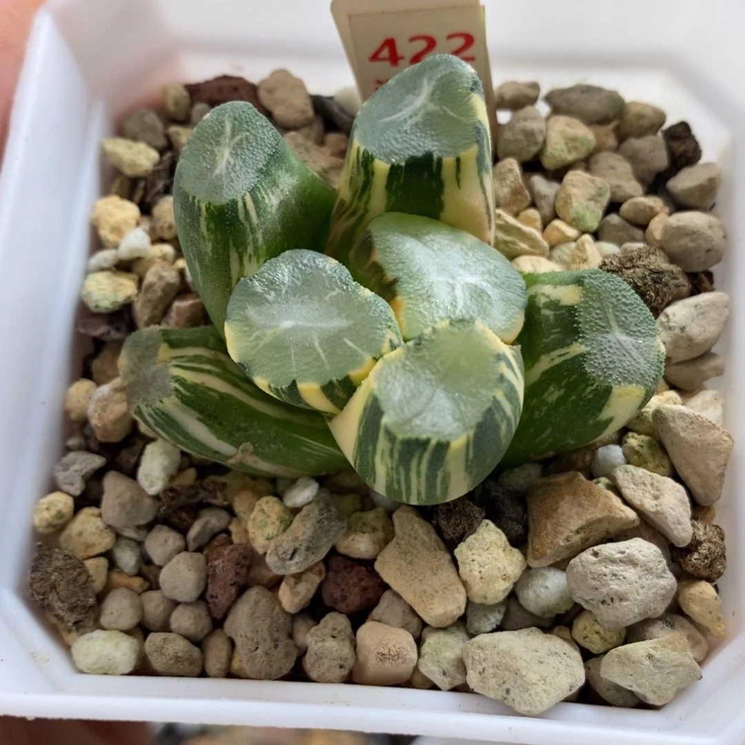 L***e422山之翠万象锦一物一拍