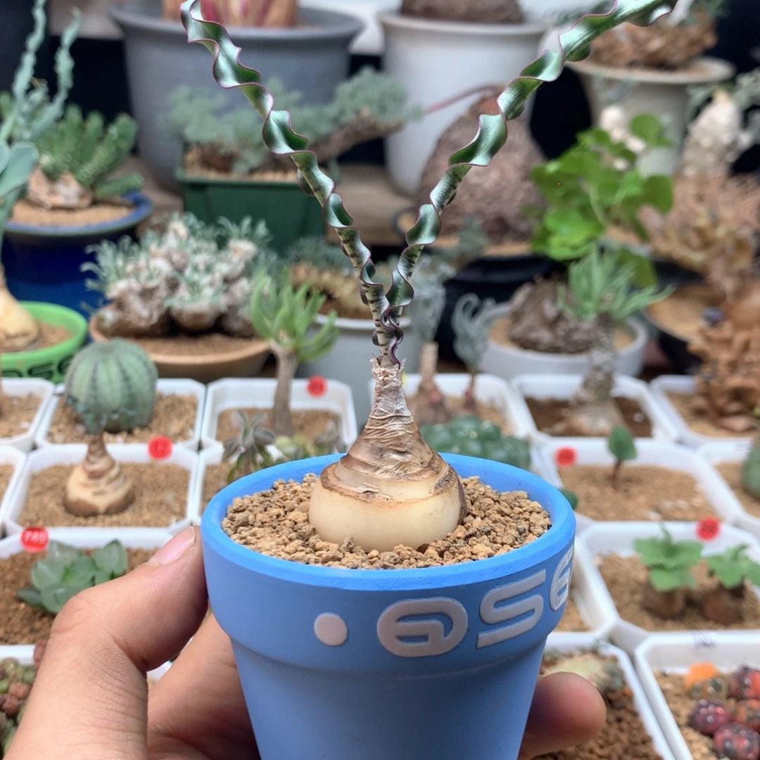 波叶血莲多肉带盆2.9cm