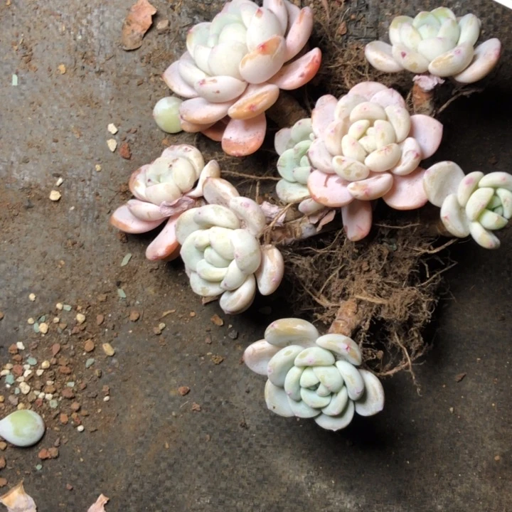 乔***觉33////////////////