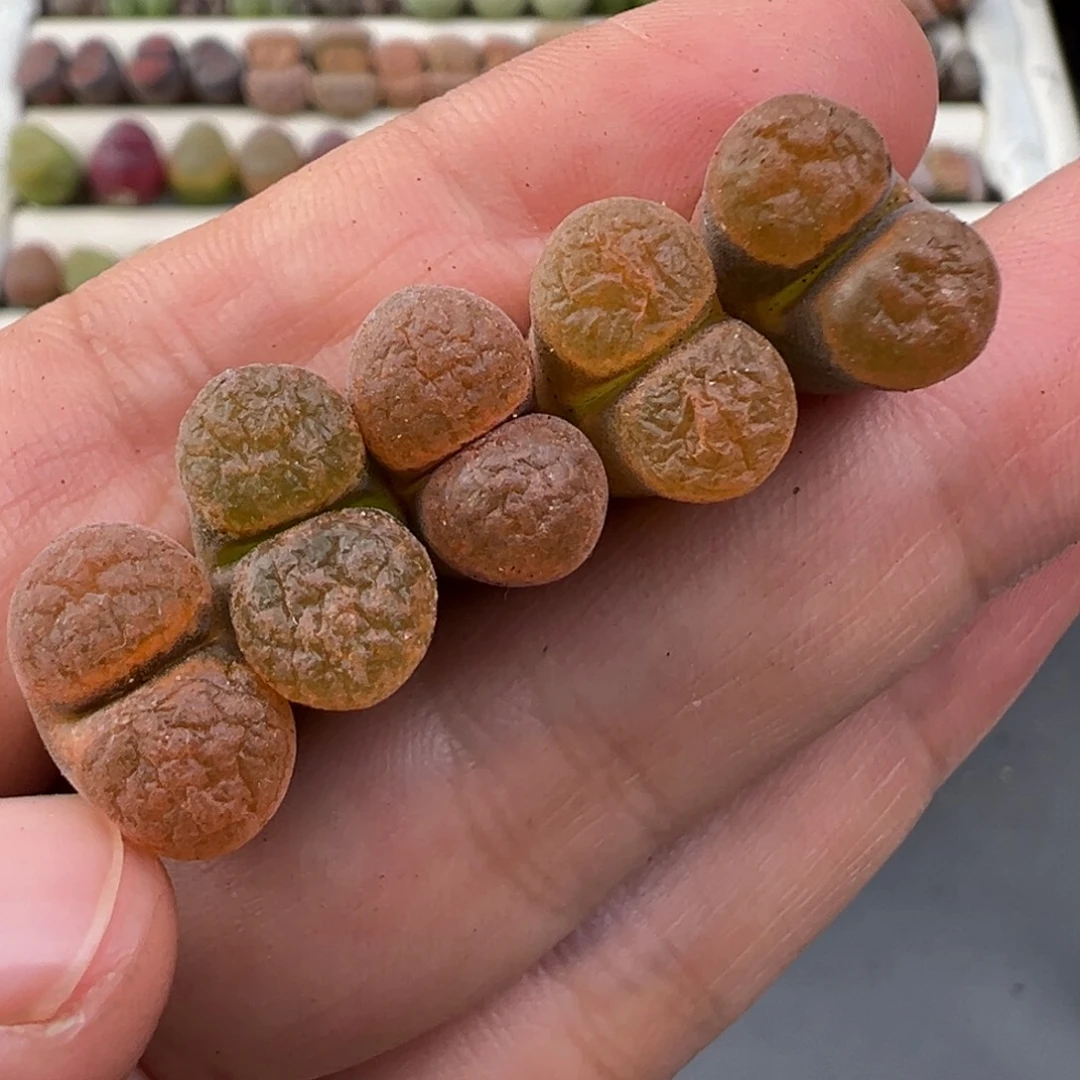 12.29好看的多肉脱土发货970