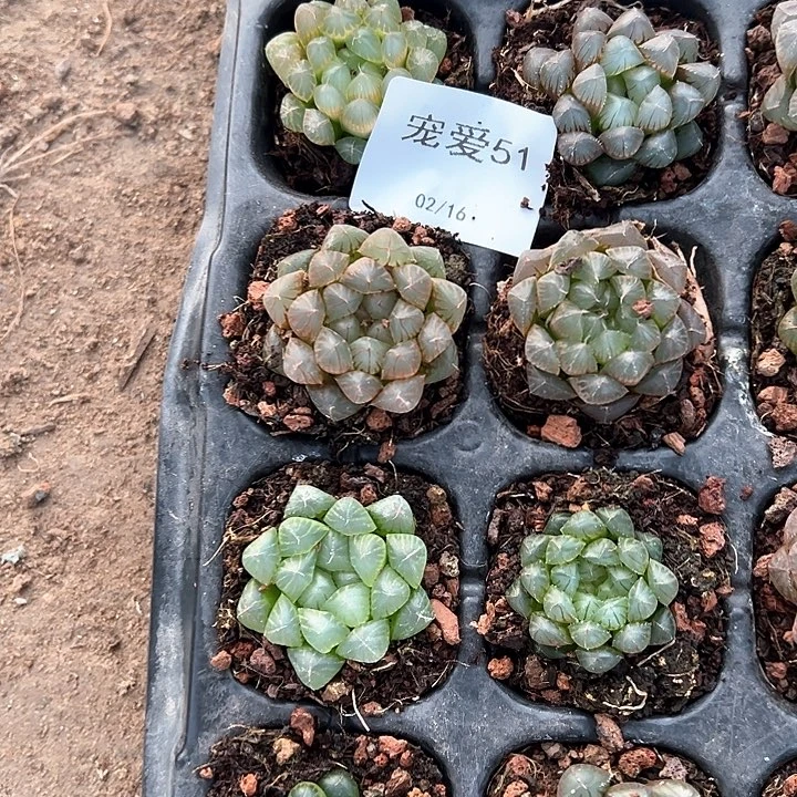 直播福利一物一拍51