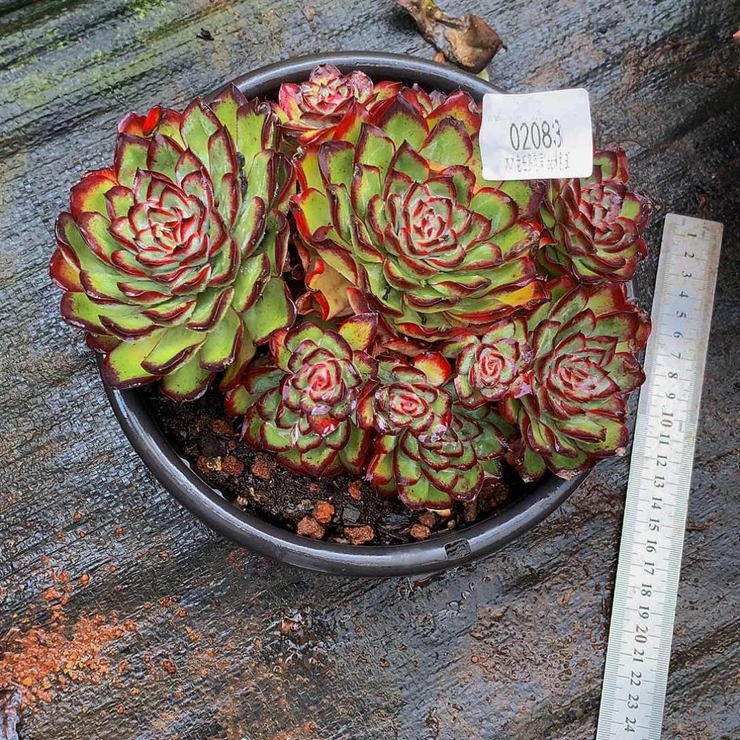 夜***子       肉酱玫瑰多肉02083