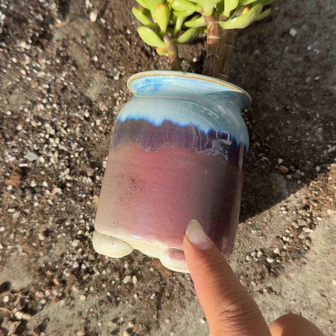 种发财树的花盆多肉