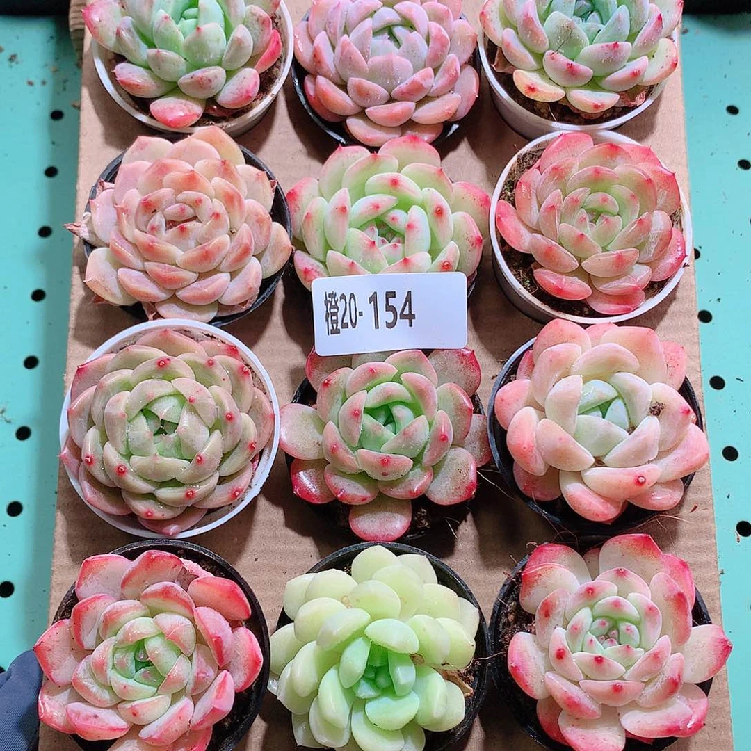 20-154一物一拍带盆18颗