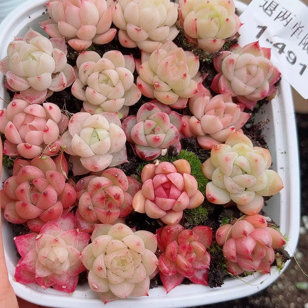 1-491 新疆西藏内蒙不发12.8包邮2-3公分多肉