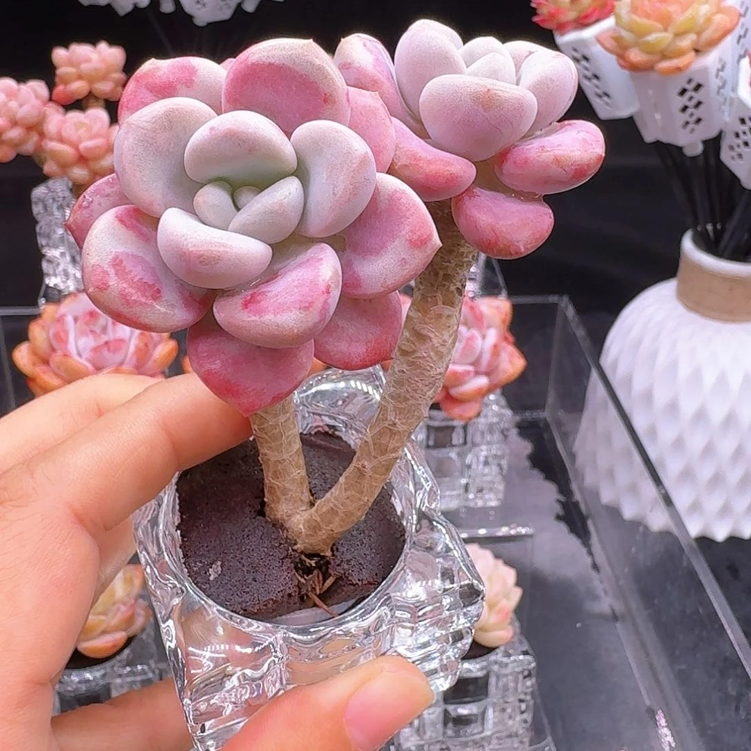 无土栽培双头花斑鹿1颗