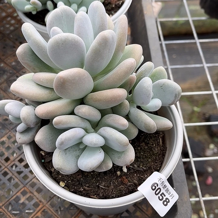 阿雅园艺。      6058橙雪球