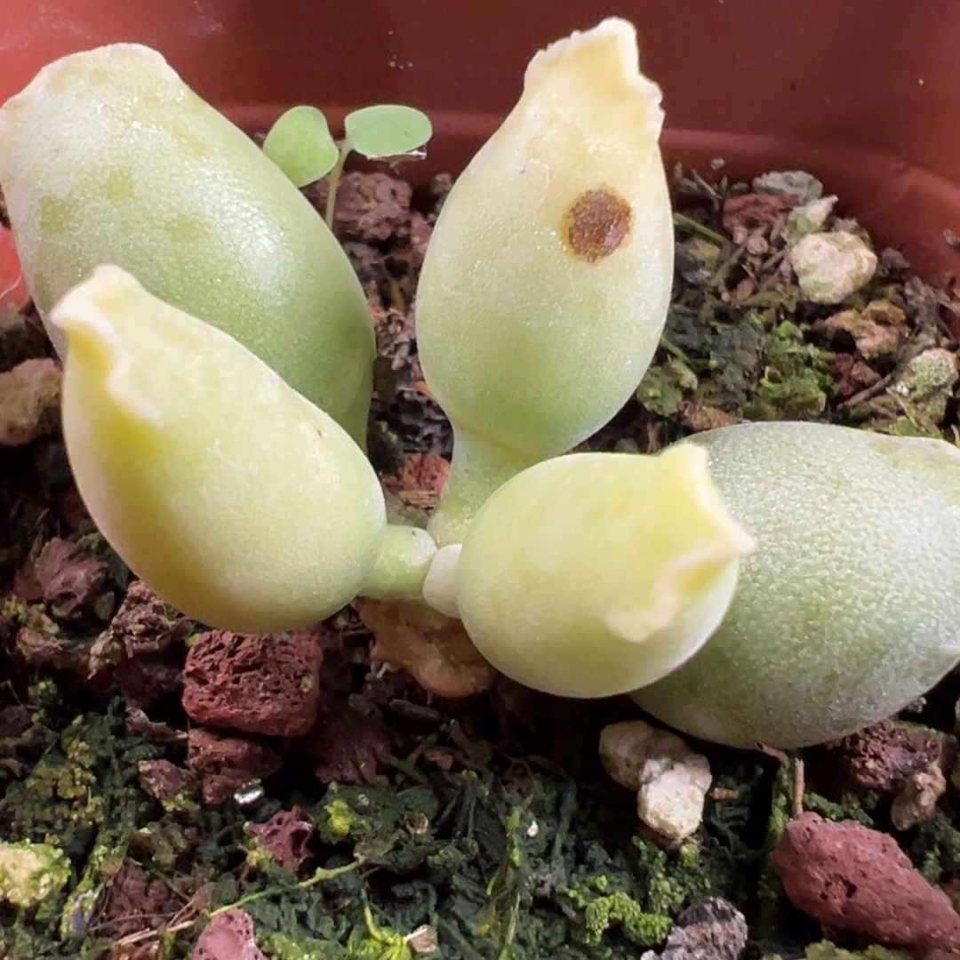 特价黄金海豹单头纯木质桩多肉植物水泡