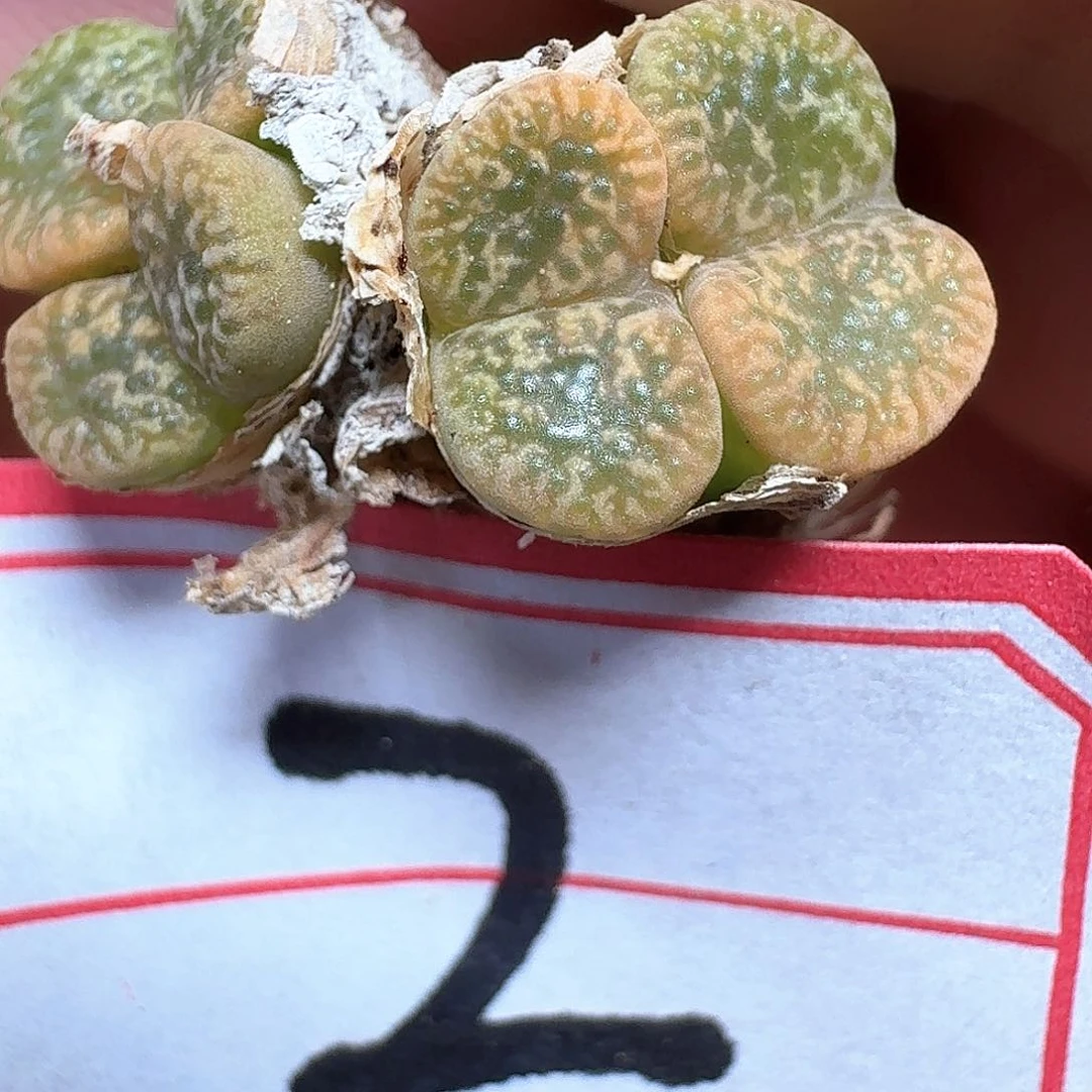 2号多肉植物多肉植物