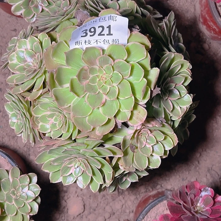 3921莲花座多肉植物