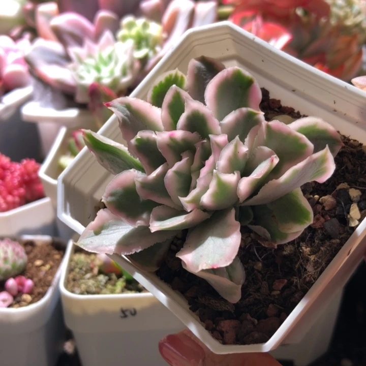 紫蝴蝶覆轮锦带两个侧芽