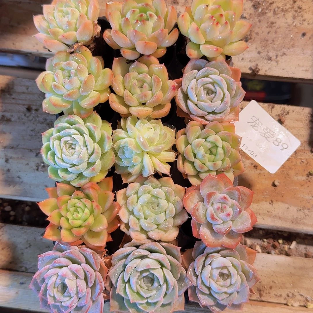 直播福利一物一拍89