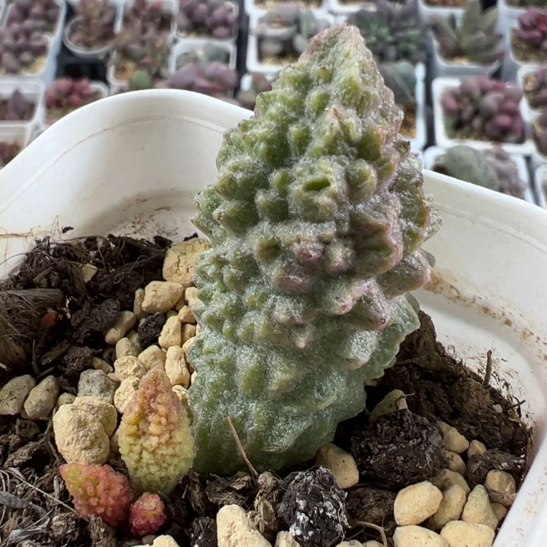 实生底叶苗纹路款狼牙棒多肉植物