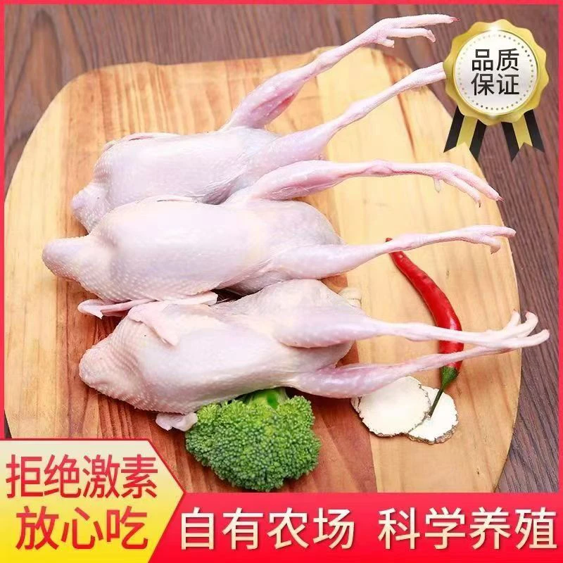 2年咕咕鸡 6只杂粮散养 单只净重5两左右冷链直发