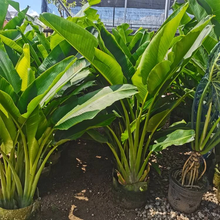 旅人蕉盆栽大型室外美人蕉庭院阳台大绿植好养活吸甲醛花卉天堂鸟