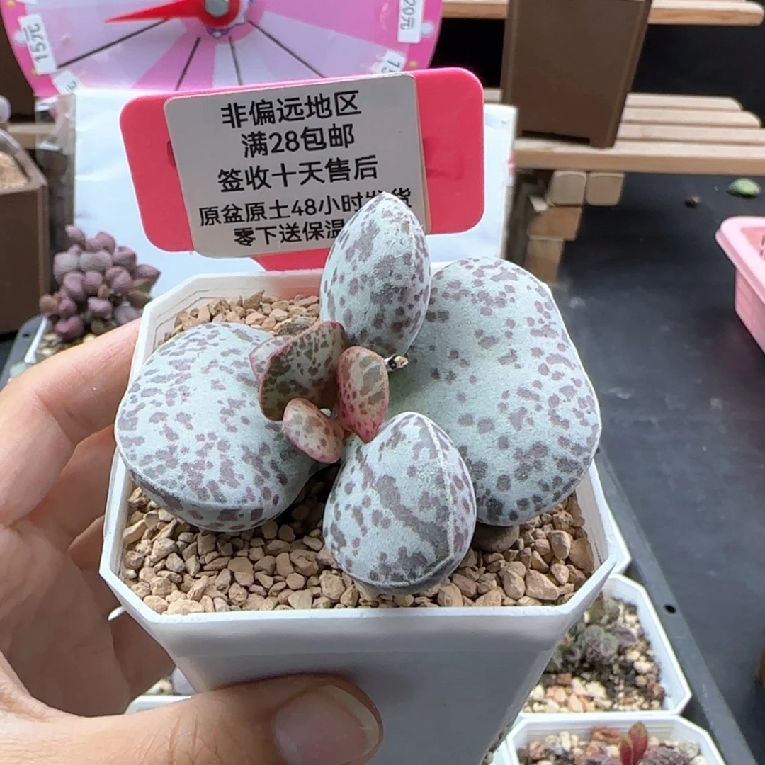 791巨型花旦多肉