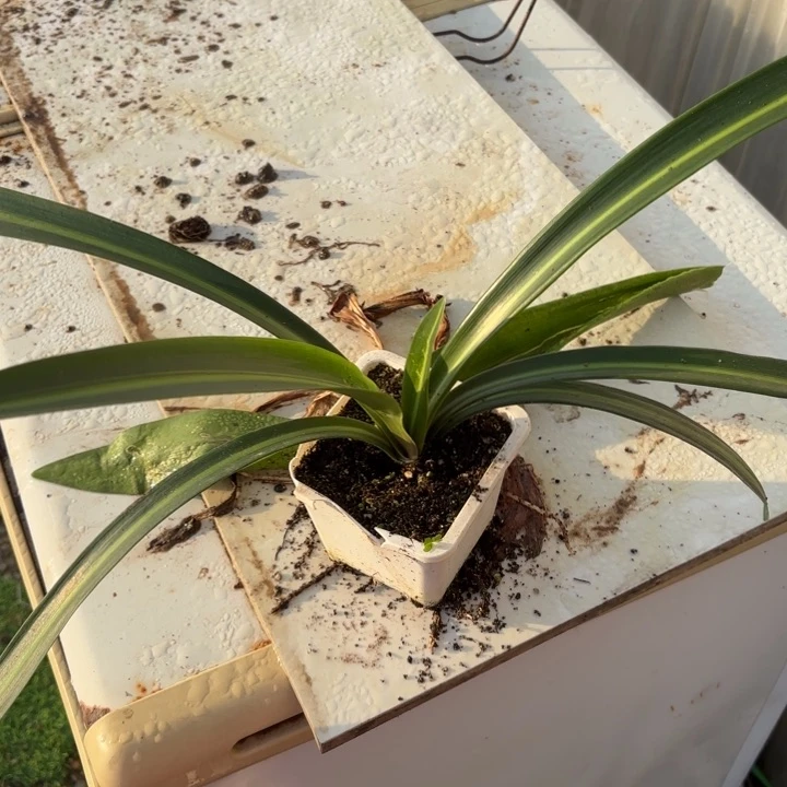 无花朵布**?玫瑰淑女包对版原盆原土