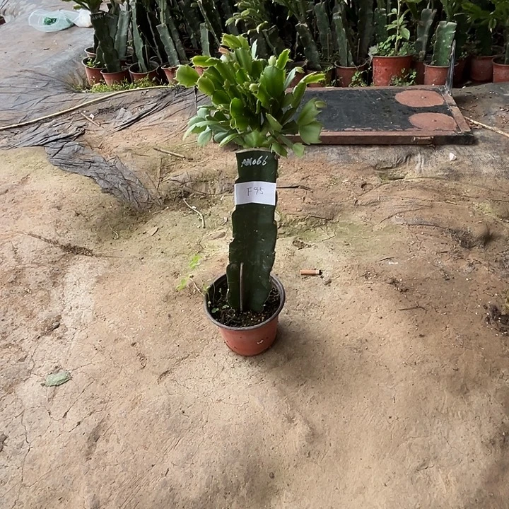 龙***讯完全开放F95AN066