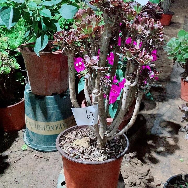 灰法师母本多肉植物法师63