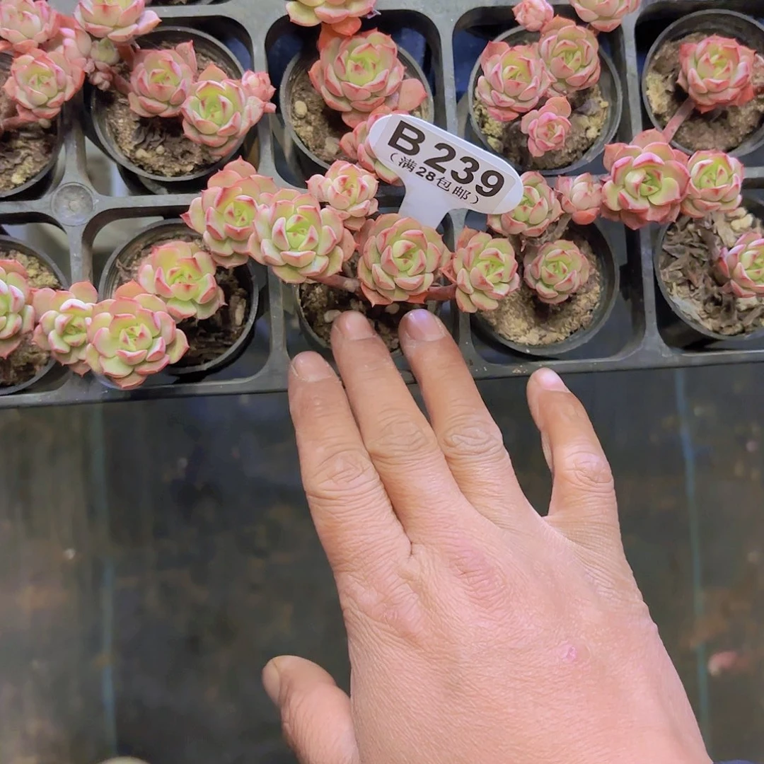 B239探戈一物一拍